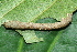  ( - YAWCATCR0781)  @12 [ ] CreativeCommons - Attribution Non-Commercial Share-Alike (2015) C. Redmond Czech Academy of Sciences