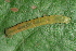  ( - YAWCATCR0499)  @12 [ ] CreativeCommons - Attribution Non-Commercial Share-Alike (2015) C. Redmond Czech Academy of Sciences