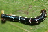  ( - YAWCATCR0888)  @12 [ ] CreativeCommons - Attribution Non-Commercial Share-Alike (2015) C. Redmond Czech Academy of Sciences