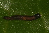  ( - YAWCATCR0148)  @12 [ ] CreativeCommons - Attribution Non-Commercial Share-Alike (2015) C. Redmond Czech Academy of Sciences