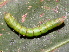  ( - YAWCATCR0494)  @12 [ ] CreativeCommons - Attribution Non-Commercial Share-Alike (2015) C. Redmond Czech Academy of Sciences