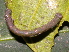  ( - YAWCATCR0487)  @12 [ ] CreativeCommons - Attribution Non-Commercial Share-Alike (2015) C. Redmond Czech Academy of Sciences
