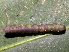  ( - YAWCATCR0492)  @12 [ ] CreativeCommons - Attribution Non-Commercial Share-Alike (2015) C. Redmond Czech Academy of Sciences