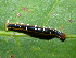  ( - YAWCATCR0978)  @13 [ ] CreativeCommons - Attribution Non-Commercial Share-Alike (2015) C. Redmond Czech Academy of Sciences