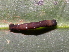  ( - YAWCATCR0739)  @12 [ ] CreativeCommons - Attribution Non-Commercial Share-Alike (2015) C. Redmond Czech Academy of Sciences