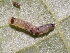  ( - YAWCATCR0195)  @13 [ ] CreativeCommons - Attribution Non-Commercial Share-Alike (2015) C. Redmond Czech Academy of Sciences