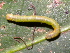  ( - YAWCATCR0478)  @12 [ ] CreativeCommons - Attribution Non-Commercial Share-Alike (2015) C. Redmond Czech Academy of Sciences