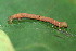  ( - YAWCATCR0621)  @12 [ ] CreativeCommons - Attribution Non-Commercial Share-Alike (2015) C. Redmond Czech Academy of Sciences
