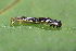  ( - YAWCATCR0706)  @12 [ ] CreativeCommons - Attribution Non-Commercial Share-Alike (2015) C. Redmond Czech Academy of Sciences