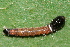  ( - YAWCATCR0291)  @12 [ ] CreativeCommons - Attribution Non-Commercial Share-Alike (2015) C. Redmond Czech Academy of Sciences