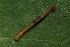  ( - YAWCATCR0144)  @12 [ ] CreativeCommons - Attribution Non-Commercial Share-Alike (2015) C. Redmond Czech Academy of Sciences