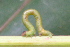  ( - YAWCATCR0288)  @12 [ ] CreativeCommons - Attribution Non-Commercial Share-Alike (2015) C. Redmond Czech Academy of Sciences