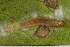  ( - YAWCATCR0150)  @12 [ ] CreativeCommons - Attribution Non-Commercial Share-Alike (2015) C. Redmond Czech Academy of Sciences