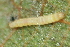  ( - YAWCATCR0938)  @12 [ ] CreativeCommons - Attribution Non-Commercial Share-Alike (2015) C. Redmond Czech Academy of Sciences
