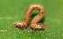  ( - YAWCATCR0612)  @12 [ ] CreativeCommons - Attribution Non-Commercial Share-Alike (2015) C. Redmond Czech Academy of Sciences