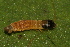  ( - YAWCATCR0156)  @12 [ ] CreativeCommons - Attribution Non-Commercial Share-Alike (2015) C. Redmond Czech Academy of Sciences