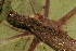  ( - YAWCATCR0718)  @12 [ ] CreativeCommons - Attribution Non-Commercial Share-Alike (2015) C. Redmond Czech Academy of Sciences