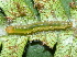  ( - YAWCATCR0223)  @12 [ ] CreativeCommons - Attribution Non-Commercial Share-Alike (2015) C. Redmond Czech Academy of Sciences