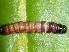  ( - YAWCATCR0394)  @12 [ ] CreativeCommons - Attribution Non-Commercial Share-Alike (2015) C. Redmond Czech Academy of Sciences