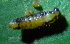  ( - YAWCATCR0587)  @12 [ ] CreativeCommons - Attribution Non-Commercial Share-Alike (2015) C. Redmond Czech Academy of Sciences