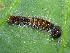  (Calliteara sp. ABW5916 - YAWCATCR0375)  @12 [ ] CreativeCommons - Attribution Non-Commercial Share-Alike (2015) C. Redmond Czech Academy of Sciences