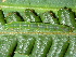  ( - YAWCATCR0754)  @12 [ ] CreativeCommons - Attribution Non-Commercial Share-Alike (2015) C. Redmond Czech Academy of Sciences