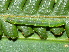  ( - YAWCATCR0869)  @12 [ ] CreativeCommons - Attribution Non-Commercial Share-Alike (2015) C. Redmond Czech Academy of Sciences