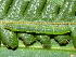  ( - YAWCATCR0952)  @12 [ ] CreativeCommons - Attribution Non-Commercial Share-Alike (2015) C. Redmond Czech Academy of Sciences