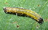  ( - YAWCATCR0652)  @12 [ ] CreativeCommons - Attribution Non-Commercial Share-Alike (2015) C. Redmond Czech Academy of Sciences