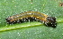 (Delias microsticha - YAWCATCR0573)  @12 [ ] CreativeCommons - Attribution Non-Commercial Share-Alike (2015) C. Redmond Czech Academy of Sciences