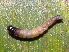  ( - YAWCATCR1032)  @12 [ ] CreativeCommons - Attribution Non-Commercial Share-Alike (2015) C. Redmond Czech Academy of Sciences