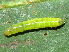  ( - YAWCATCR0231)  @12 [ ] CreativeCommons - Attribution Non-Commercial Share-Alike (2015) C. Redmond Czech Academy of Sciences