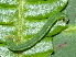  ( - YAWCATCR0876)  @12 [ ] CreativeCommons - Attribution Non-Commercial Share-Alike (2015) C. Redmond Czech Academy of Sciences