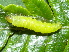  ( - YAWCATCR0197)  @12 [ ] CreativeCommons - Attribution Non-Commercial Share-Alike (2015) C. Redmond Czech Academy of Sciences