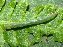  ( - YAWCATCR0749)  @12 [ ] CreativeCommons - Attribution Non-Commercial Share-Alike (2015) C. Redmond Czech Academy of Sciences