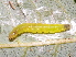  ( - YAWCATCR0957)  @12 [ ] CreativeCommons - Attribution Non-Commercial Share-Alike (2015) C. Redmond Czech Academy of Sciences
