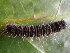  (Asota sp. AAA5335 - YAWCATCR0965)  @12 [ ] CreativeCommons - Attribution Non-Commercial Share-Alike (2015) C. Redmond Czech Academy of Sciences