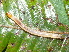  ( - YAWCATCR0207)  @12 [ ] CreativeCommons - Attribution Non-Commercial Share-Alike (2015) C. Redmond Czech Academy of Sciences