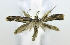  (Dichomeris thryptica - USNM ENT 00706166)  @13 [ ] Unspecified (default): All Rights Reserved  Unspecified Unspecified