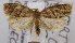  ( - USNM ENT 00711909)  @13 [ ] Unspecified (default): All Rights Reserved  Unspecified Unspecified