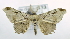  (Hyposidra sp. AAP2548 - USNM ENT 00711931)  @13 [ ] Unspecified (default): All Rights Reserved  Unspecified Unspecified