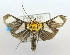  (Tyspanodes radiata - USNM ENT 00726419)  @13 [ ] Unspecified (default): All Rights Reserved  Unspecified Unspecified