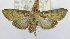  (Meekiaria sp. AAL5545 - USNM ENT 00726602)  @14 [ ] Unspecified (default): All Rights Reserved  Unspecified Unspecified