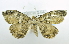 ( - USNM ENT 00726608)  @13 [ ] Unspecified (default): All Rights Reserved  Unspecified Unspecified