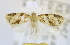  ( - USNM ENT 00726819)  @12 [ ] Unspecified (default): All Rights Reserved  Unspecified Unspecified