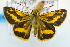  ( - USNM ENT 00736352)  @13 [ ] Unspecified (default): All Rights Reserved  Unspecified Unspecified