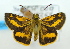  (Arrhenes sp. ACN0474 - USNM ENT 00736362)  @13 [ ] Unspecified (default): All Rights Reserved  Unspecified Unspecified