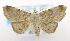  (Focillodes uncinata - USNM ENT 00736406)  @13 [ ] Unspecified (default): All Rights Reserved  Unspecified Unspecified