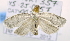  ( - USNM ENT 00736460)  @13 [ ] Unspecified (default): All Rights Reserved  Unspecified Unspecified