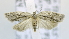  ( - USNM ENT 00736481)  @14 [ ] Unspecified (default): All Rights Reserved  Unspecified Unspecified